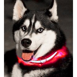 Hundehalsbnd med lys genopladeligt
